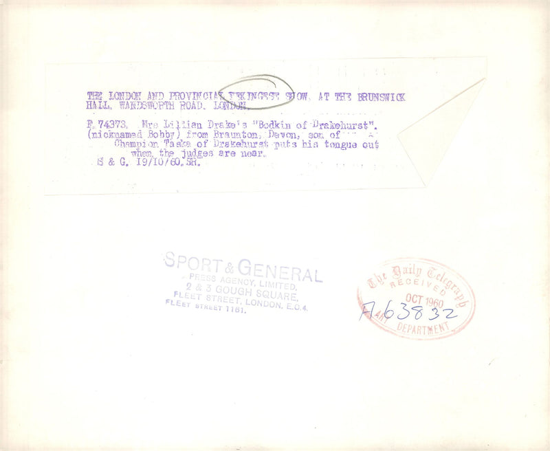 Pekingese Dog breed - Vintage Photograph