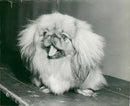Pekingese Dog breed - Vintage Photograph