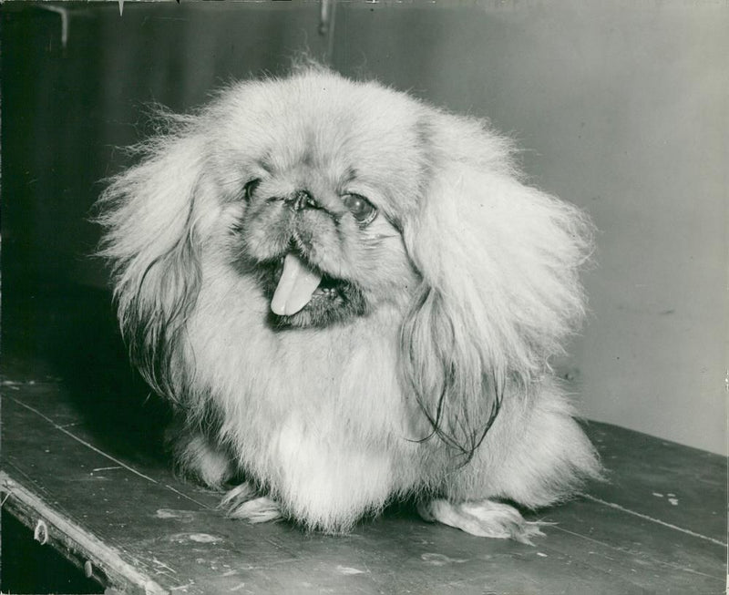 Pekingese Dog breed - Vintage Photograph