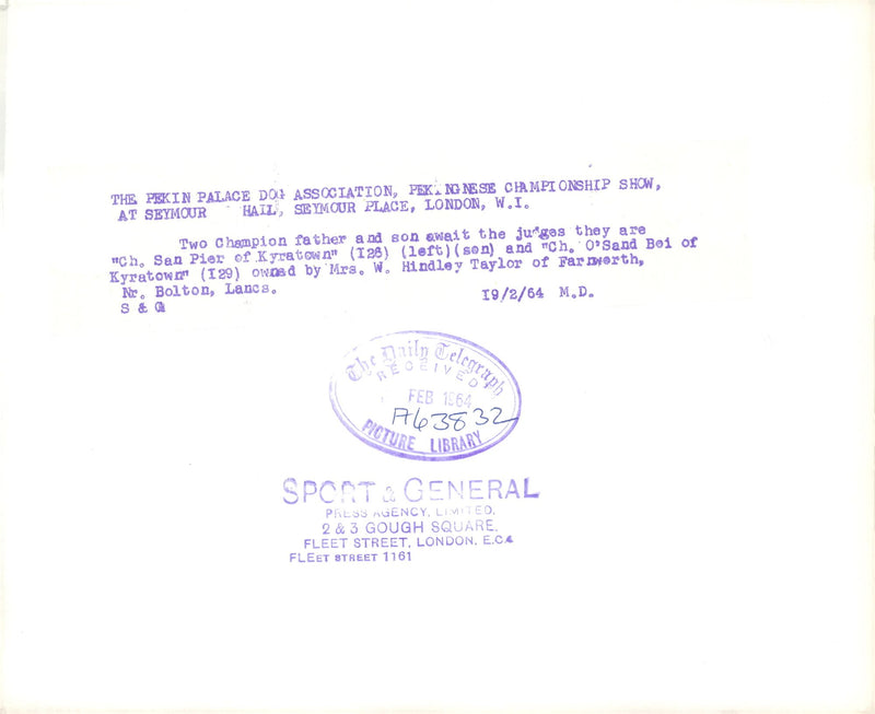 Pekingese Dog two champion - Vintage Photograph