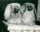 Pekingese Dog two champion - Vintage Photograph