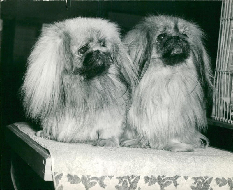 Pekingese Dog two champion - Vintage Photograph