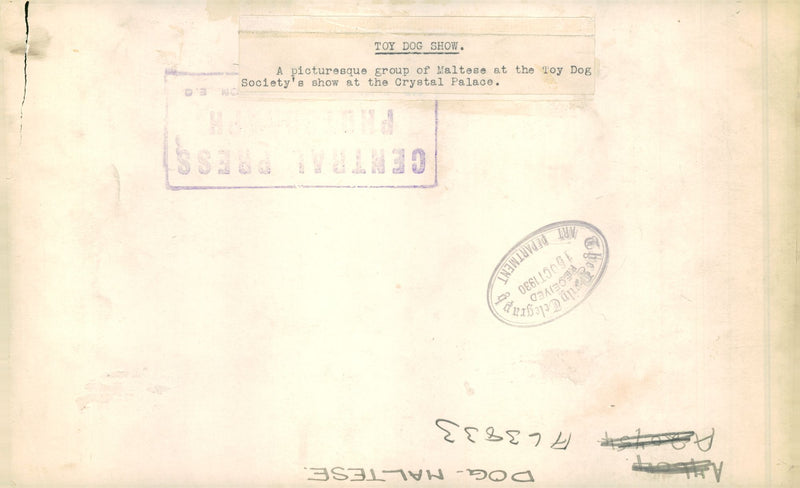 Maltese Dogs - Vintage Photograph