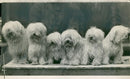 Maltese Dogs - Vintage Photograph