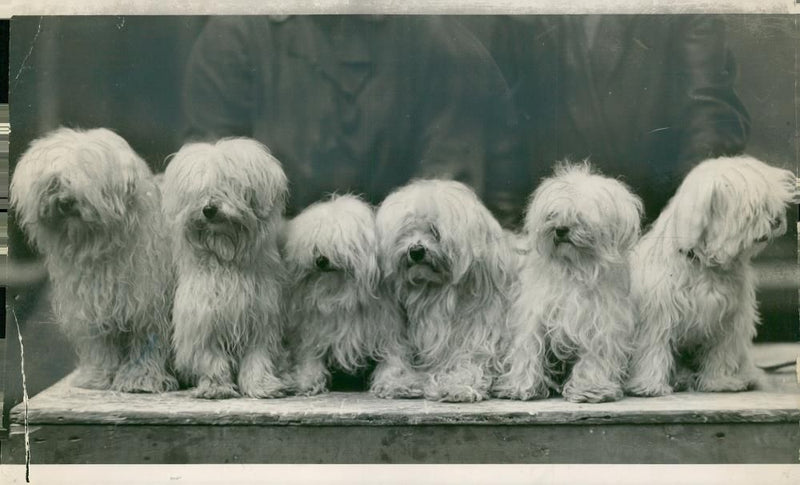 Maltese Dogs - Vintage Photograph