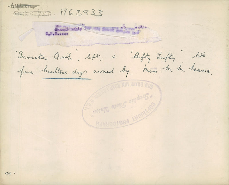 Maltese Dogs - Vintage Photograph