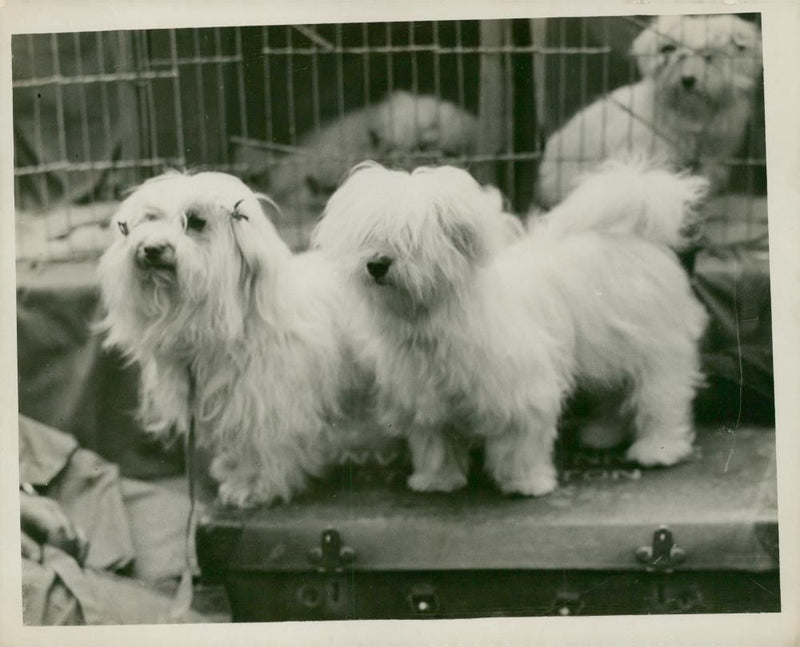 Maltese Dogs - Vintage Photograph