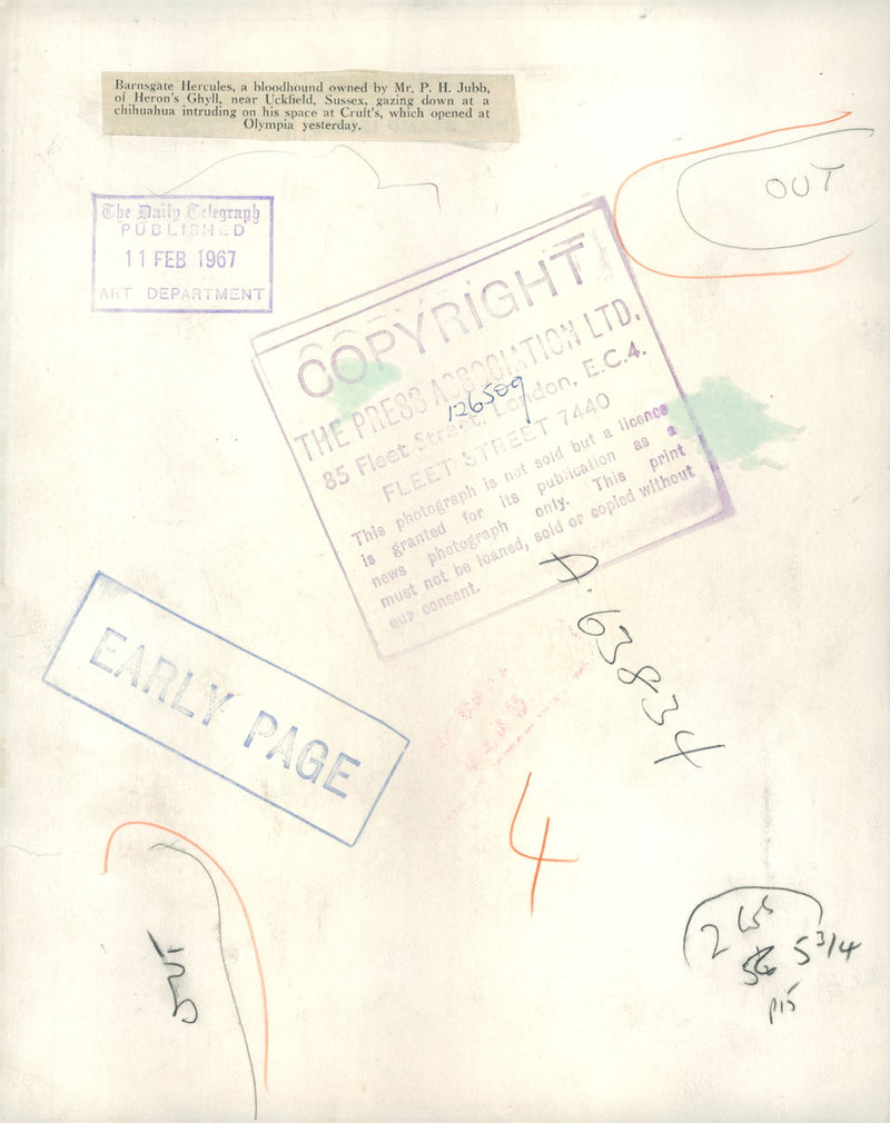 Dog Blood Hounds,barngate hercules - Vintage Photograph