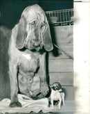 Dog Blood Hounds,barngate hercules - Vintage Photograph