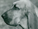 Dog Blood Hounds - Vintage Photograph