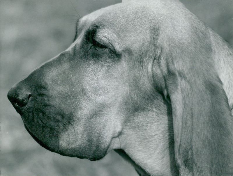 Dog Blood Hounds - Vintage Photograph