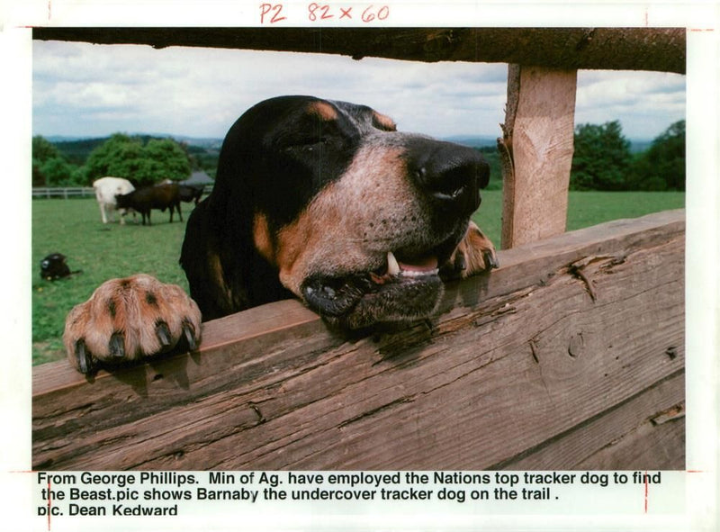 Dog Blood Hounds: The Nation Top Tracker Dog - Vintage Photograph