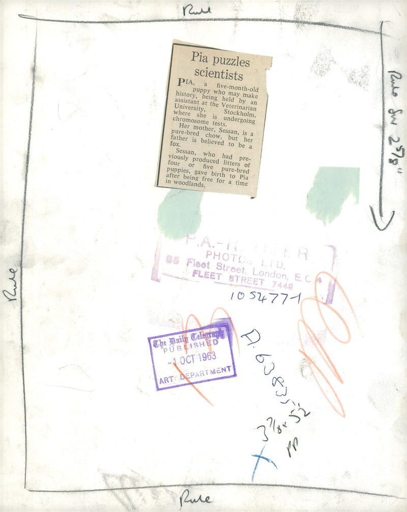 Chow dogs - Vintage Photograph