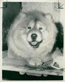 Chow dogs - Vintage Photograph