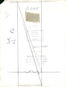 Chow dogs - Vintage Photograph