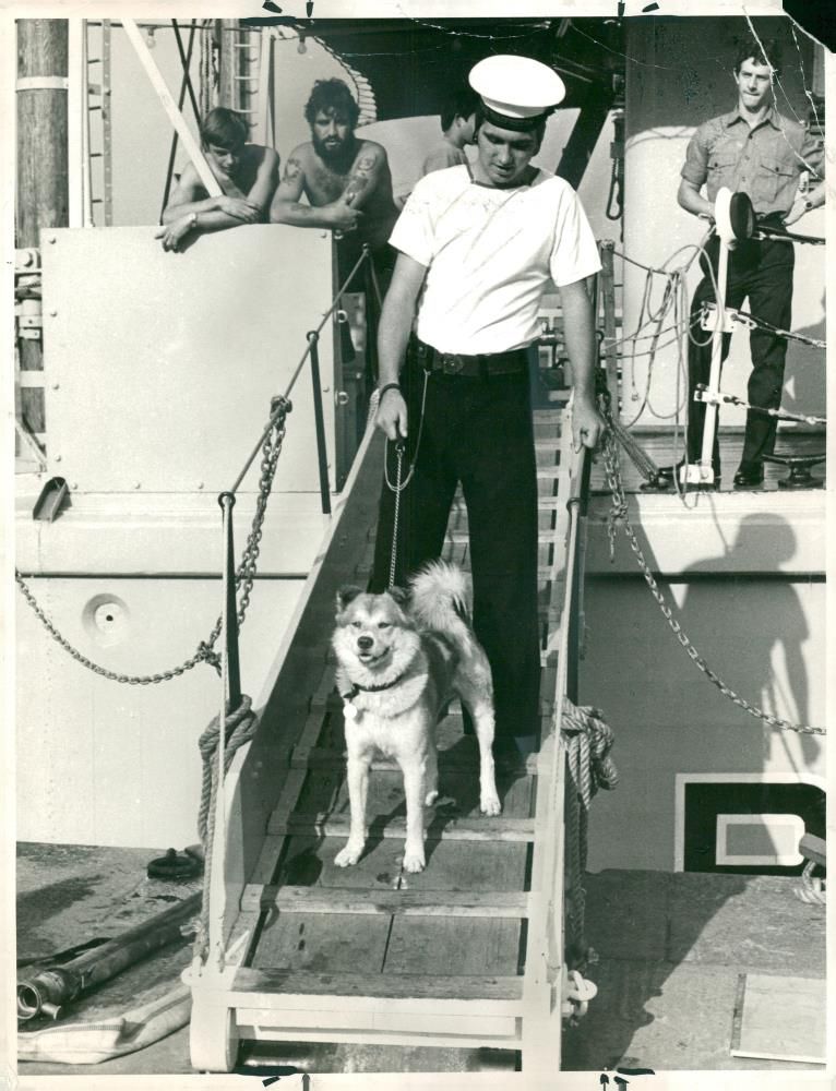 Chow dogs - Vintage Photograph