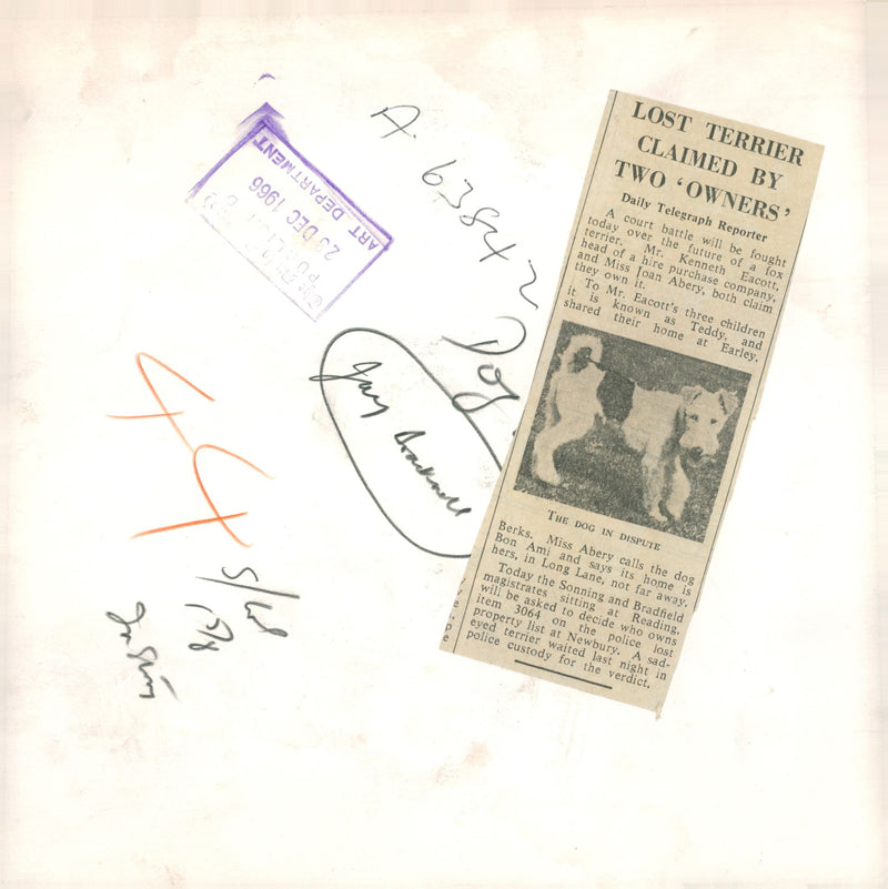 Fox Terrier Dogs - Vintage Photograph