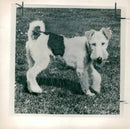 Fox Terrier Dogs - Vintage Photograph