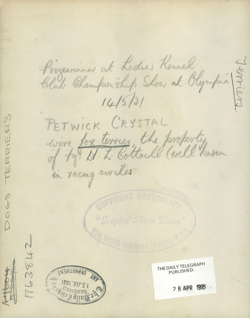 Fox Terrier Dogs - Vintage Photograph