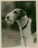 Fox Terrier Dogs - Vintage Photograph
