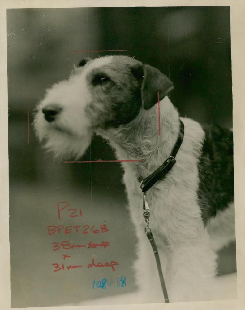 Fox Terrier Dogs - Vintage Photograph