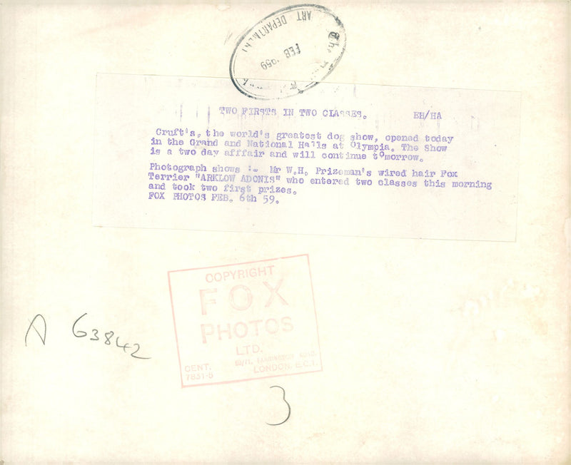 Fox Terrier Dogs - Vintage Photograph