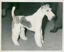 Fox Terrier Dogs - Vintage Photograph