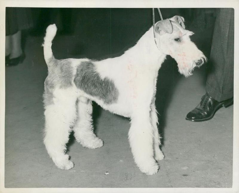 Fox Terrier Dogs - Vintage Photograph