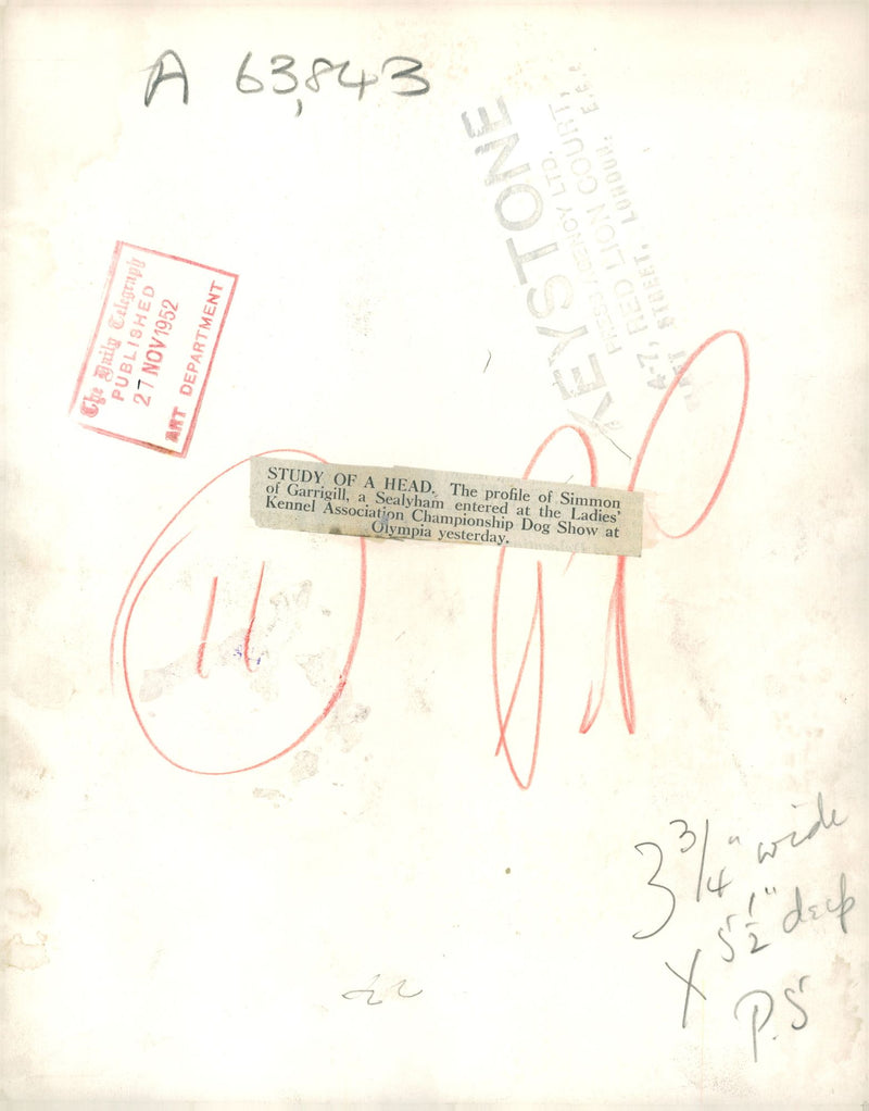 Sealyham Terrier - Vintage Photograph