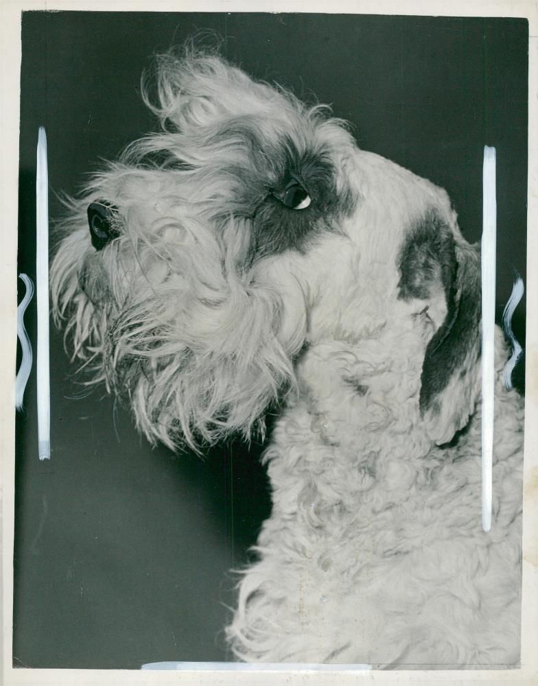 Sealyham Terrier - Vintage Photograph