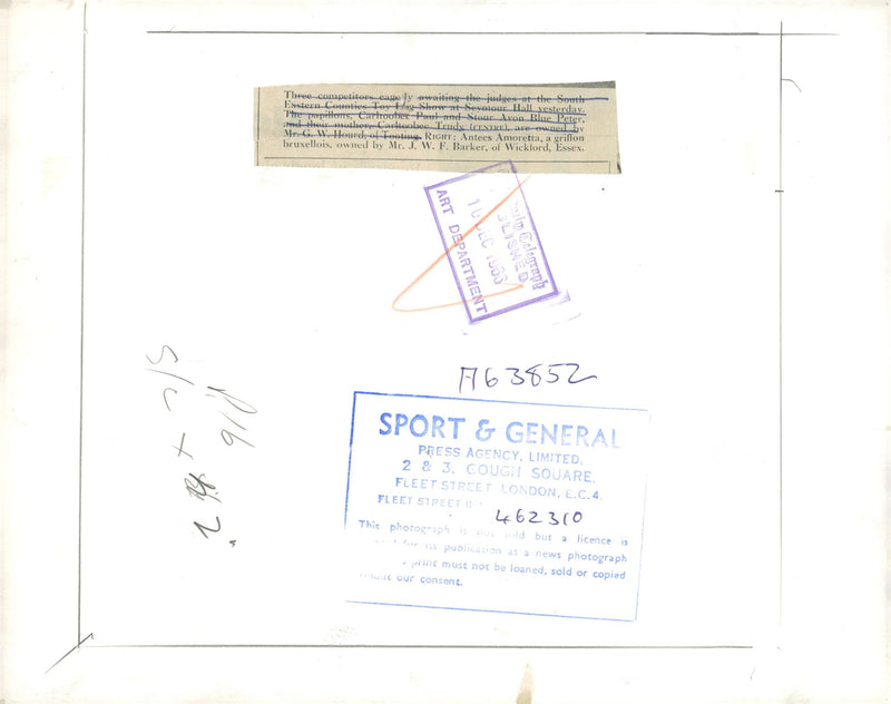 Griffon Bruxellois Dog breed - Vintage Photograph