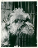 Griffon Bruxellois Dog breed - Vintage Photograph