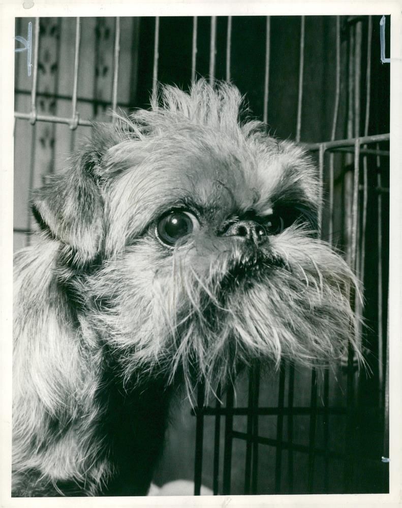 Griffon Bruxellois Dog breed - Vintage Photograph