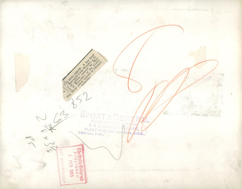 Griffon Bruxellois Dog breed - Vintage Photograph