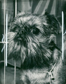 Griffon Bruxellois Dog breed - Vintage Photograph