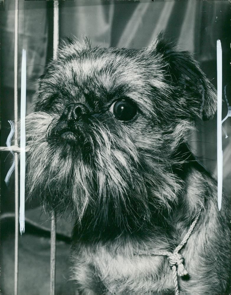 Griffon Bruxellois Dog breed - Vintage Photograph