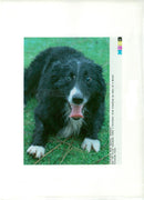 Bob the blind sheepdog takes a breather from rounding up ewes on a Welsh hillside farm. - Vintage Photograph
