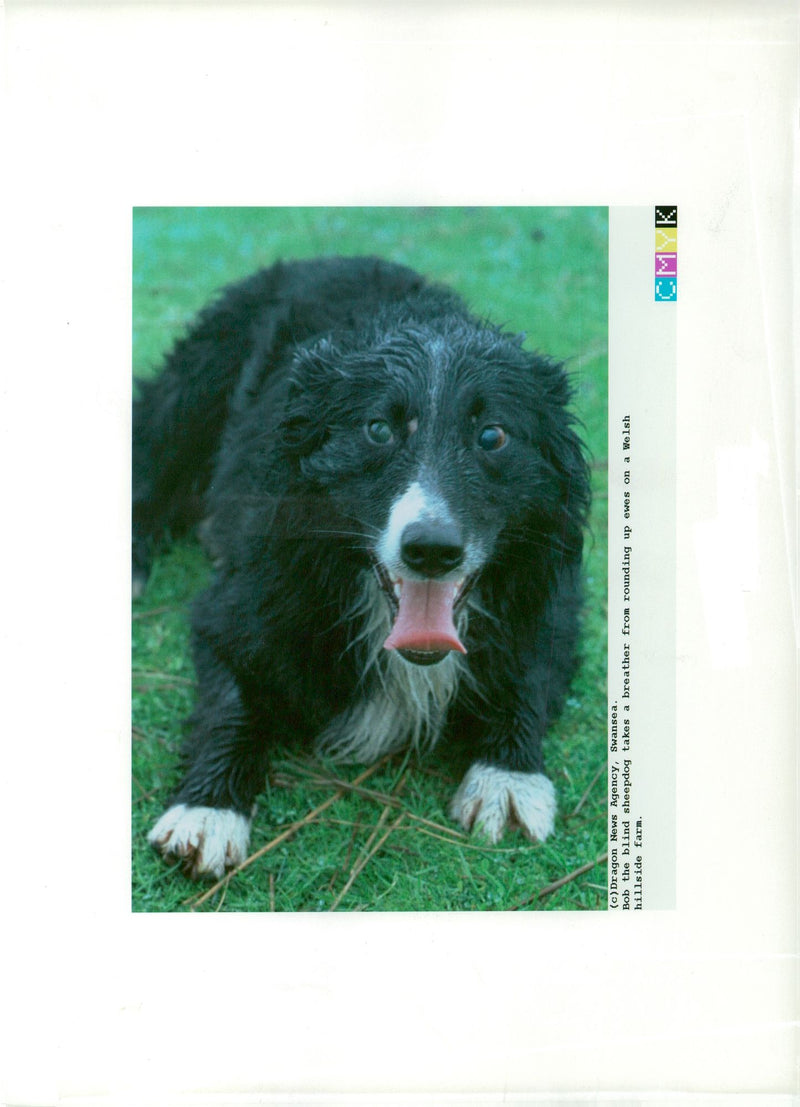 Bob the blind sheepdog takes a breather from rounding up ewes on a Welsh hillside farm. - Vintage Photograph