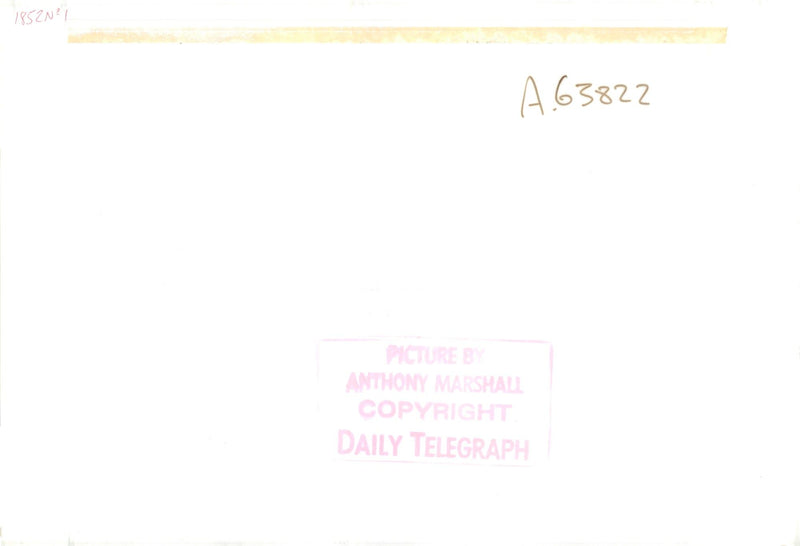 Sheepdog. - Vintage Photograph