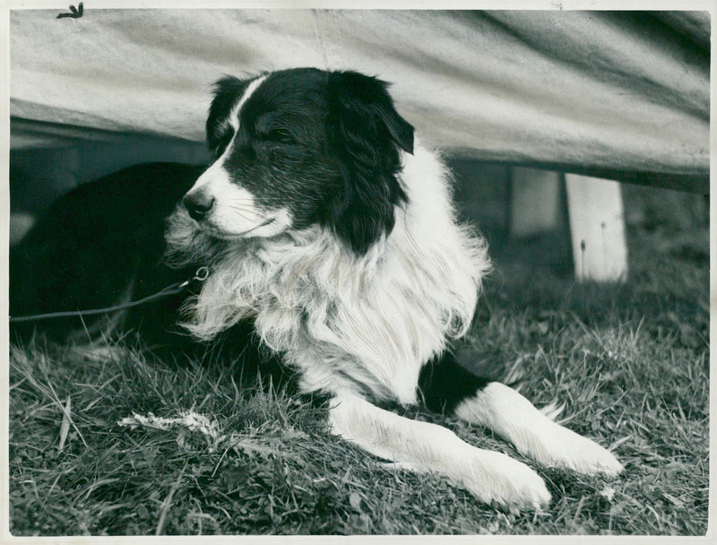 Dogs sheepdogs: a veteran watches the sheepdog trials, 20.09.1962. - Vintage Photograph