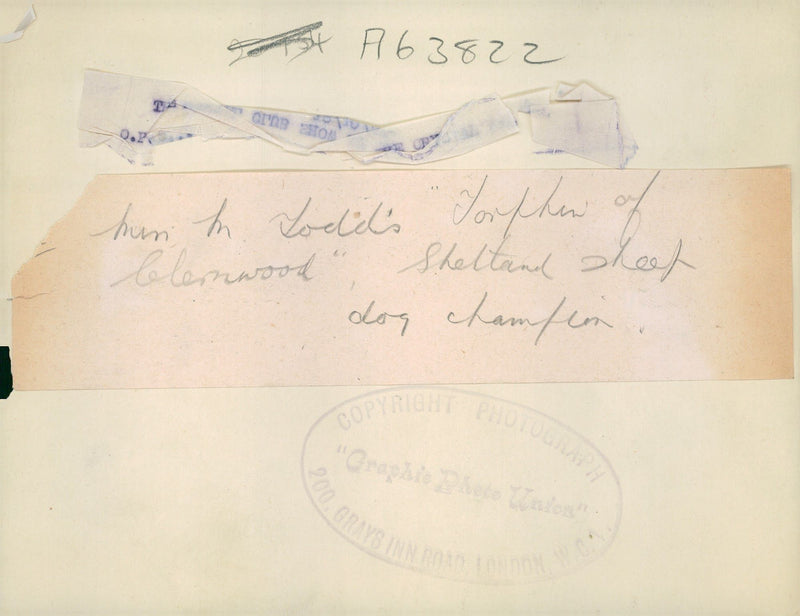 Sheepdog, 1933. - Vintage Photograph