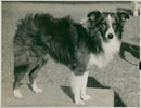 Sheepdog, 1933. - Vintage Photograph