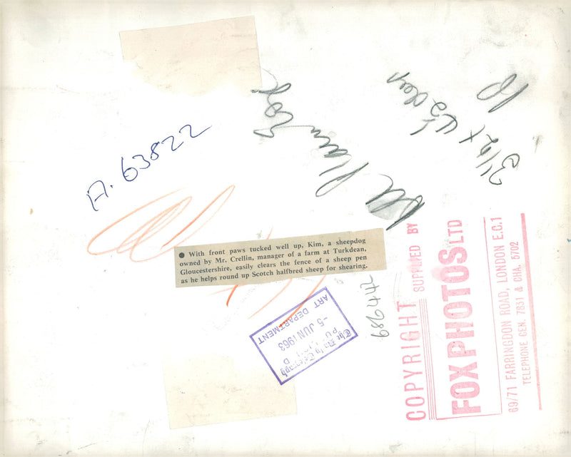 Kim a sheepdog owned by Mr. Crellin, 05.06.1963. - Vintage Photograph