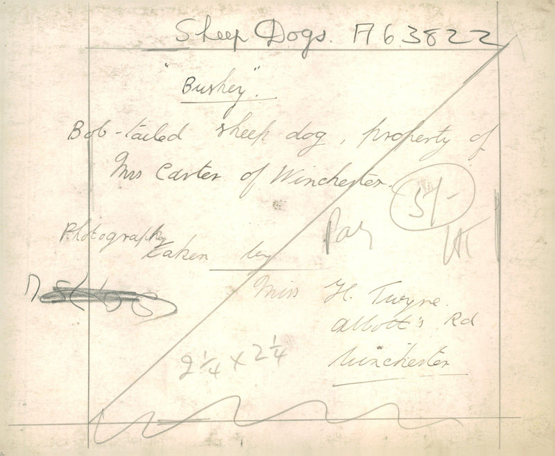 Sheepdogs "Burkey", property of Mrs. Carter of Winchester. - Vintage Photograph