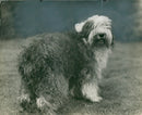 Sheepdogs "Burkey", property of Mrs. Carter of Winchester. - Vintage Photograph