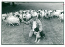 Mr. Ted Johnson with sheepdog "Roy", 16.08.1988. - Vintage Photograph