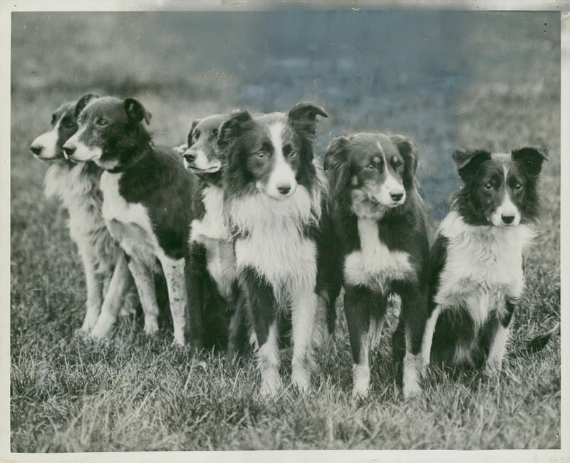 Sheepdog trials in Hyde Park, 28.09.1931. - Vintage Photograph