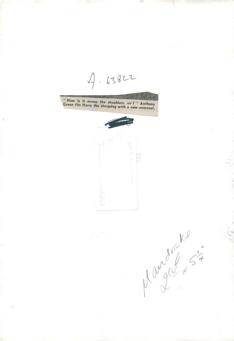 Anthony Green fits Harry the sheepdog with a new overcoat, 11.02.1980. - Vintage Photograph