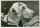 Dog Great Dane, "Bellona of Beal", October 1936. - Vintage Photograph