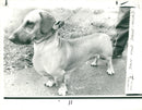 Dog Great Dane: Dan the Dane-hund, October 1975. - Vintage Photograph